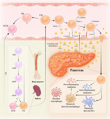 Frontiers Circulating Monocytes In Acute Pancreatitis